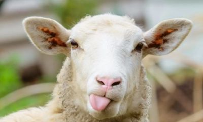 属羊人的出生年月日的命运（属鸡出生年月日命运）