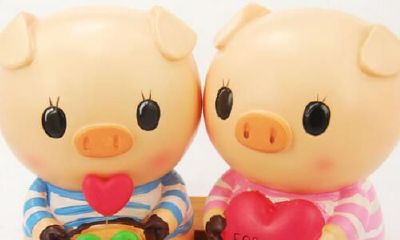 属猪人今年的婚姻状况怎么样（今年属猪财运怎么样）