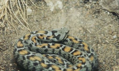 属龙女做什么生意最好77年是什么年（77年属蛇人做什么生意好）