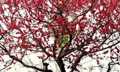 什么树种在家里聚财（老家种什么树风水好又旺财）