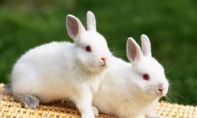 今年本命年有多大岁数（每个人的本命年是多少岁）