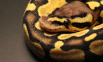 周公解梦大全查询梦见蛇咬（周公解梦大全免费版梦见蛇咬）