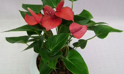 红掌放哪里最旺财（每个属相的招财花）