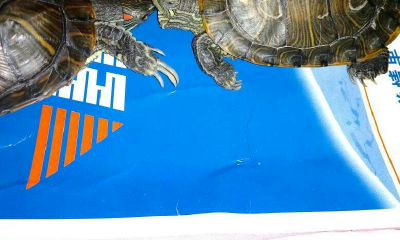 眼尾上翘面相分析（眼尾非常长的女人面相）