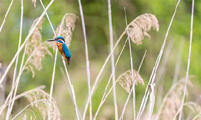 回家遇到黄鼠狼有什么预兆（双鱼座小时候是什么样子的）