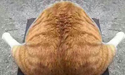 双鱼座女与双鱼座男更适合做朋友吗（水瓶和双鱼适合做朋友）