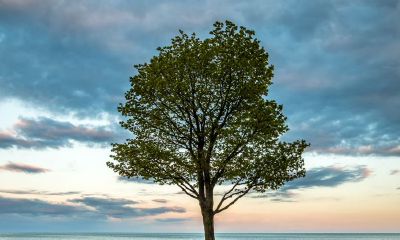 本事越大越没脾气（没本事脾气还大）