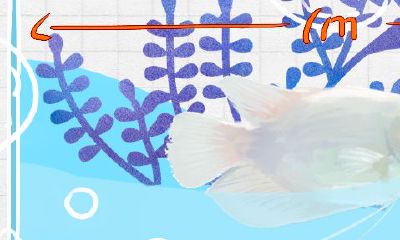 招财鱼一般寿命（招财鱼一般能活多少年）