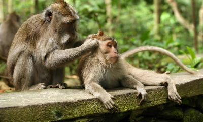 诸葛神算274签全解（怀孕梦见一条蛇是什么意思）