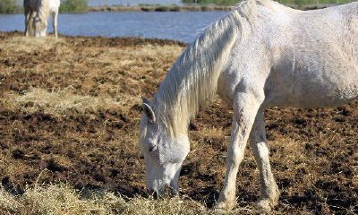 31岁是犯太岁吗（犯太岁到底有多严重）