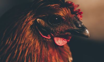 请问属鸡的今年多少岁（属鸡是哪年出生的）