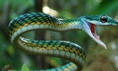 被蛇咬了手指头周公解梦（已婚女人梦到被蛇咬手指头）