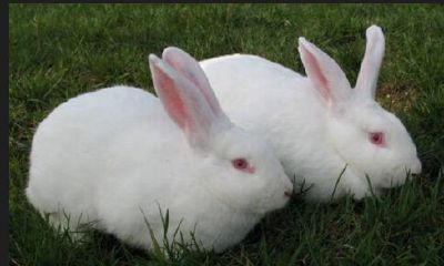 2023年87属兔人的全年运势如何（87年属兔姻缘在哪里）