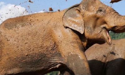 大象在五行中代表什么（大象摆设如何招财）