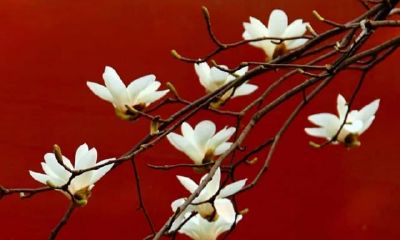 属牛的今年几月比较容易怀孕（属牛几月出生最好女）