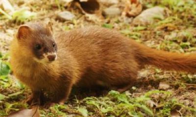 黄大仙能不能打（黄大仙能打死吗）