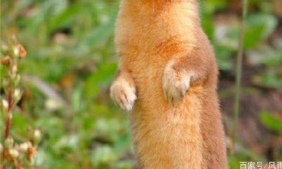 为什么黄大仙不能杀（黄仙和黄大仙有区别吗）