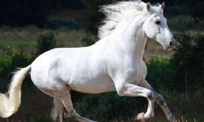 属马的生日是多少（98年属虎的财运和运气如何）