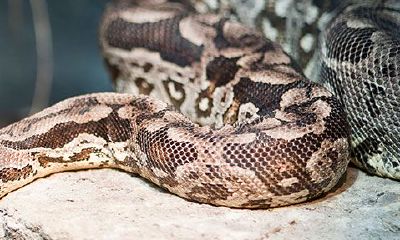 属蛇人2023年感情桃花运（2023年属蛇桃花运势）