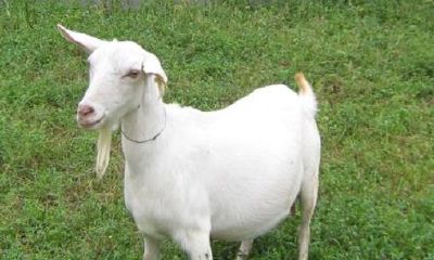 1991年出生的人属相（1991年属羊有几次婚姻）