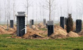 坟墓里种什么树风水好（怎么看坟地风水好不好）