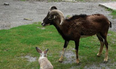 属兔适合和属什么的一起工作（属鸡和属兔相冲吗）