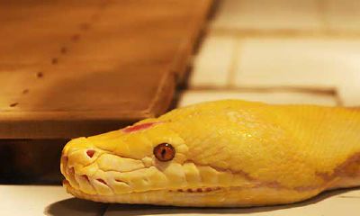 孕妇梦到白蛇预示着什么（已婚女人梦见白蛇）