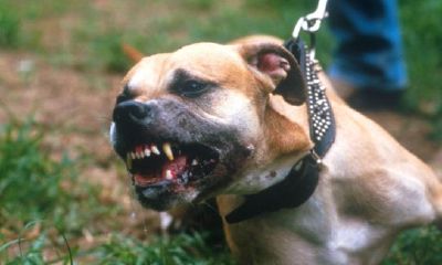 梦到被狗咬了脚有什么寓意（梦见狗咬脚面是什么意思）