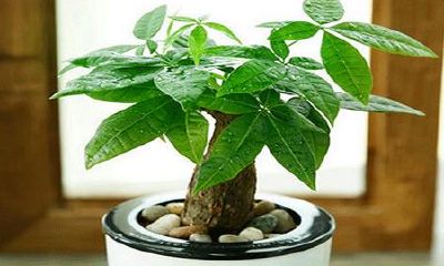 家里的招财树叶子变黄怎么办（绿植招财树叶子黄了干了怎办）