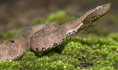 属蛇的人适合做什么工作最旺（属蛇的发财方向）