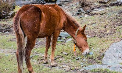 属鼠的遇到属马的老板好不好（属马是属鼠的贵人吗）