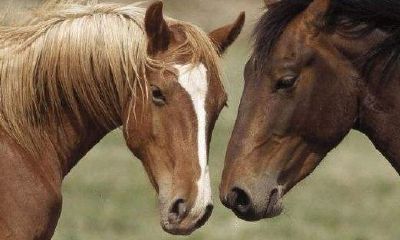 2023年姻缘桃花（2023年什么生肖桃花运最旺）