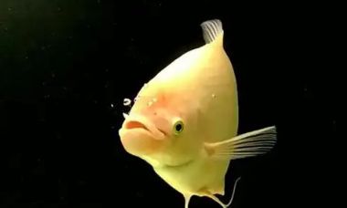 招财鱼水质要求（招财鱼喜欢什么水质）