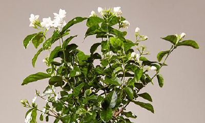 摩羯座适合喝什么红酒（摩羯座适合什么工作）