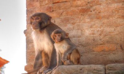 属兔生肖今日运势（属羊人今日打麻将财运）