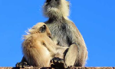 2023年牛年属猴的运势（鼠年属猴的运势怎么样）