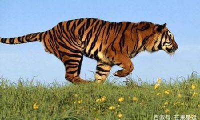 属龙男对待感情专一吗（生肖狗命中注定的情劫）