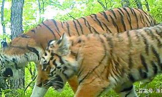 五行的母子相及（何谓五行相生）