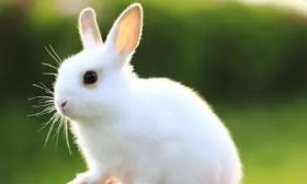 1987年出生的兔女在2023年的运程（1987年属兔人2023年每月运势）