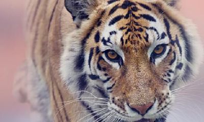 属虎的人专属宝石（属虎人佩戴什么旺自己）