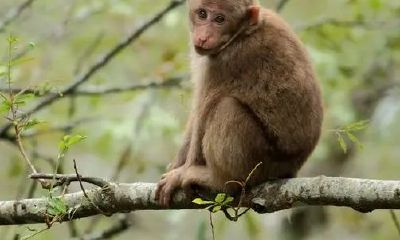 蛇和羊的属相合不合（88年龙和91年羊相配吗）