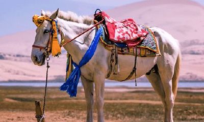 54年属马人能活多少岁（54年属马女一生命运）