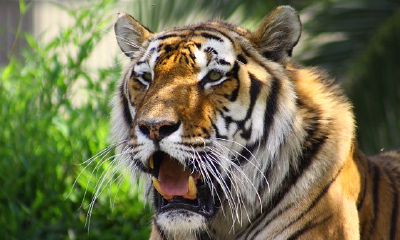 属相与人的关系（属羊的克星是什么属相）