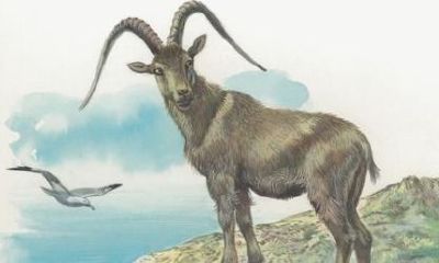 79年属什么的属相是什么（1979年属羊的最佳配偶）