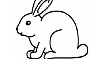 属兔的家里养鸡好不好（属鼠和属兔的合不合）