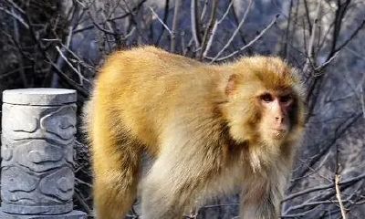 属马人今年的贵人属相（1978属马2023最危险的一个月）