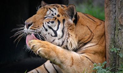 属狗男的性格特点以及缺点（属马女人的性格特点）