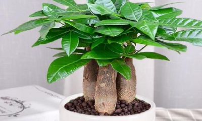 招财进宝树是真的吗（招财进宝绿植）