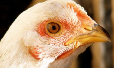 属鸡人做什么工作好（属鸡的适合做什么工作）