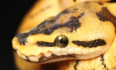 明日生肖蛇运势查询（属蛇的明天运气）